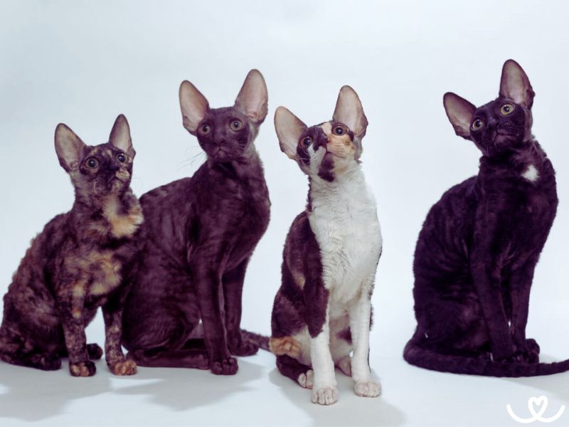 Cornish-rex (4)